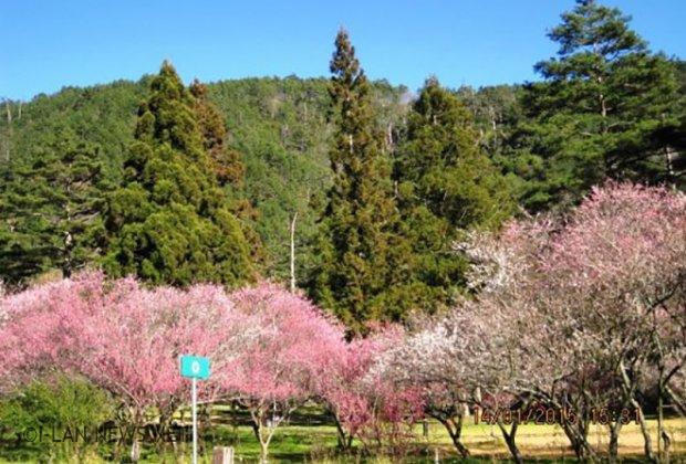 武陵農場櫻花季7日起跑，每日限制3200名遊客入園。