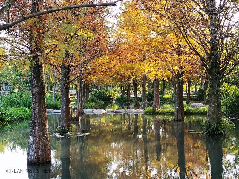 宜蘭最美水源地「深溝水源生態園區」的落羽松涵養林區。