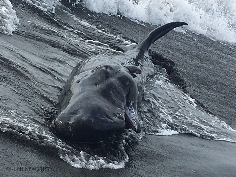 壯圍岸際發現一條4公尺鯨豚死亡攔淺!
