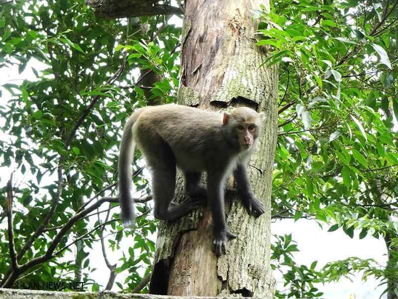 若在遊樂區內發現臺灣獼猴時，請記得保持距離，注意自己週遭安全
