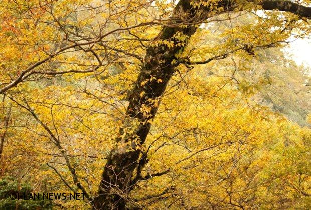 深秋黃葉耀金的台灣山毛櫸最美!