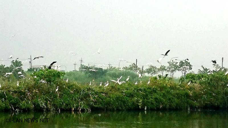 千隻白鷺鷥聚集魚池 掌聲響起展翅飛