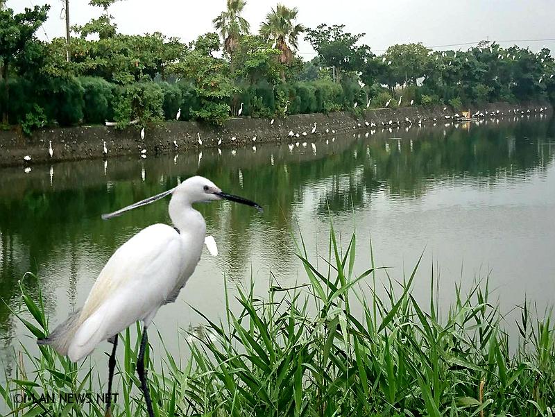 千隻白鷺鷥聚集魚池掌聲響起展翅飛| 宜蘭新聞網