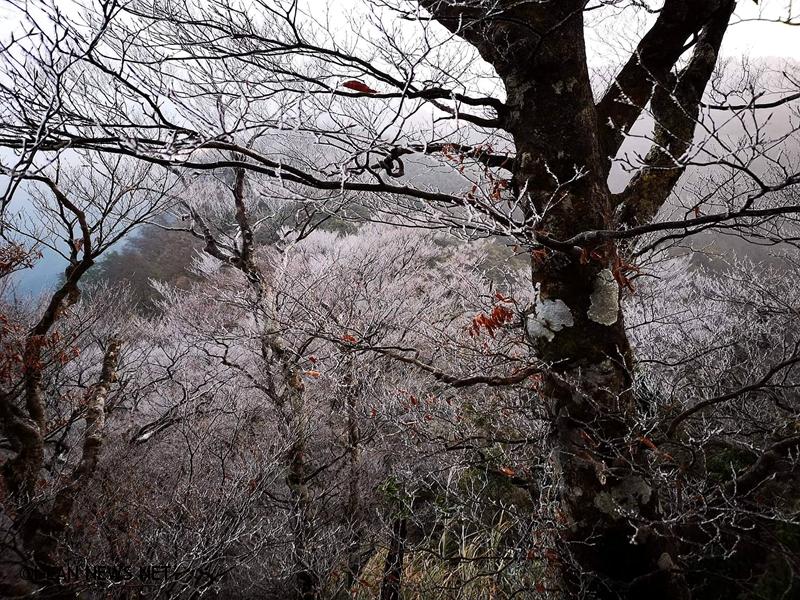 太平山深夜創下入冬以來最低溫零下6度但未下雪!