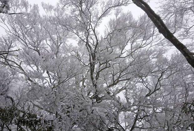 太平山國家森林遊樂區山區霧淞迷漫樹梢掛滿白霜