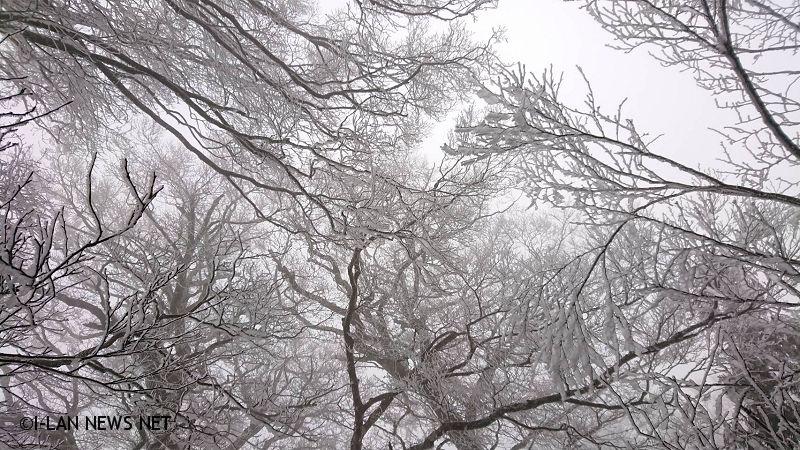 太平山國家森林遊樂區山區霧淞迷漫樹梢掛滿白霜