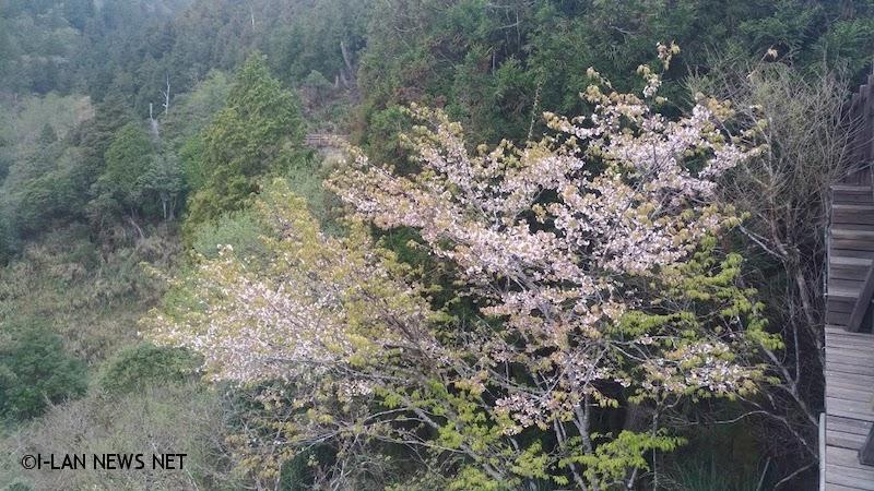 台灣特有種太平山白櫻花初春正值開花期!