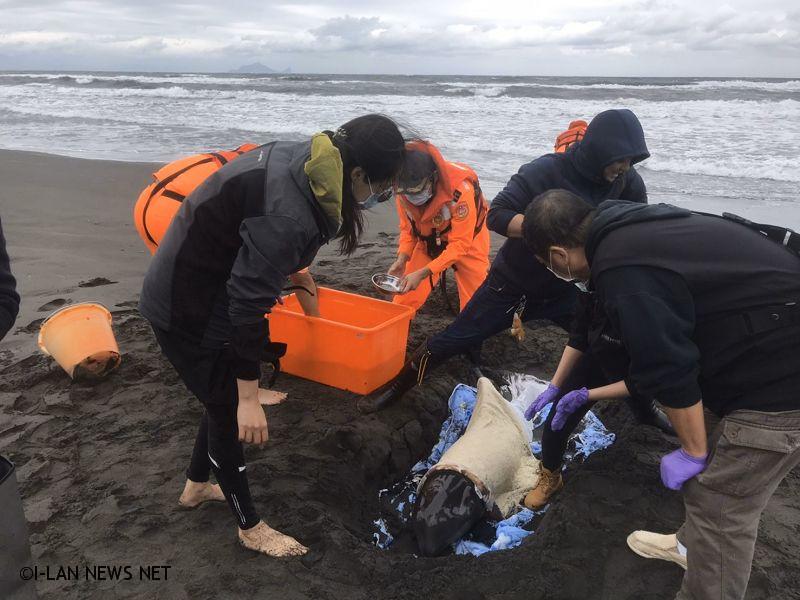 今年宜蘭地區已發現第三隻鯨豚擱淺案件。