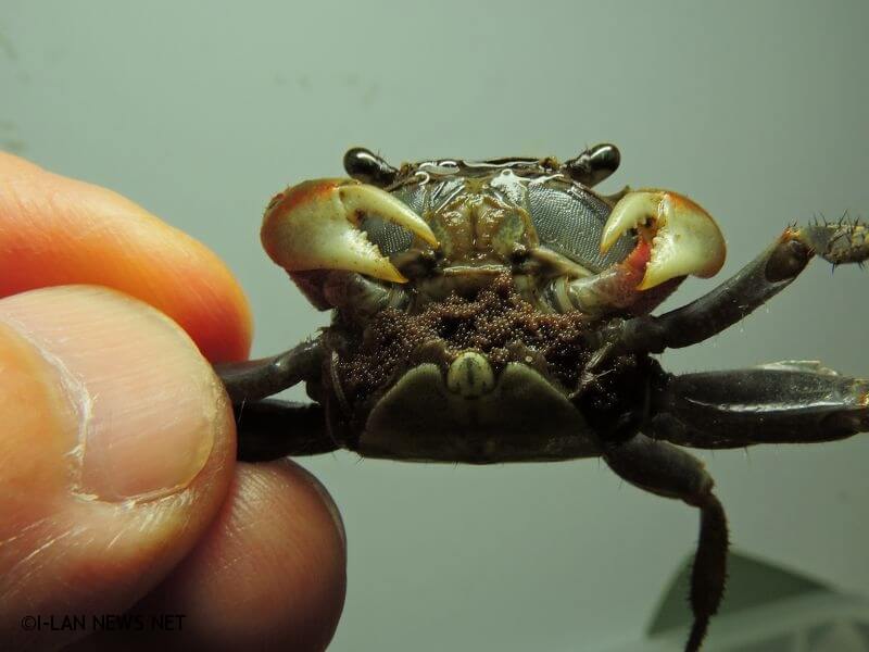 紅樹林生態教育館長期推動環境教育，為了保護這些陸蟹，將於今年6-8月推動「『蟹天蟹地~護蟹有你！』紅樹林自然保留區陸蟹守護計畫」。