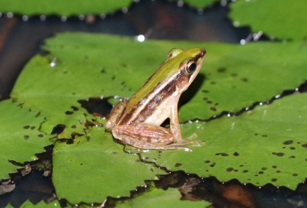 國土生態保育綠色網絡 營造台北赤蛙棲息環境