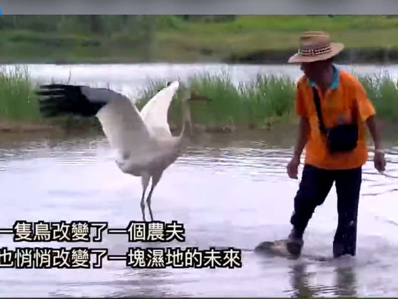 西伯利亞迷失小白鶴與老農夫譜出台灣最美麗的風景