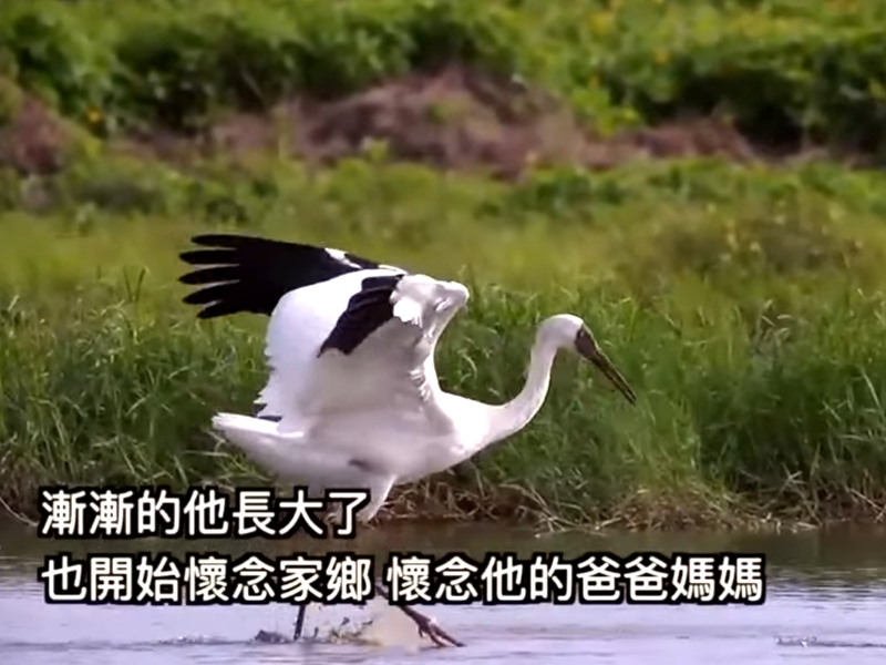 西伯利亞迷失小白鶴與老農夫譜出台灣最美麗的風景