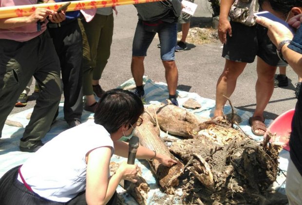 東光國中發現有48株垂榕染樹癌褐根病