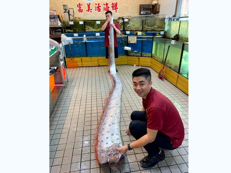 近5公尺地震魚 富美海鮮1萬6000元購得!