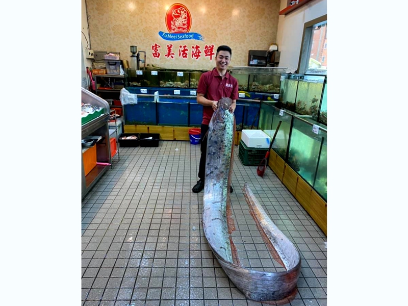 近5公尺地震魚 富美海鮮1萬6000元購得!