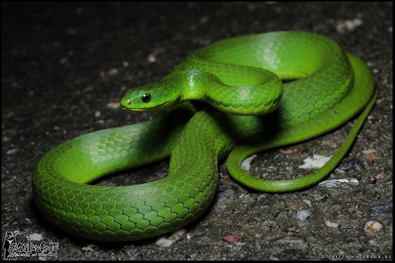 今年入冬天氣仍然炎熱，各種蛇類仍未進入冬眠狀態，稍不小心容易遭到蛇吻。