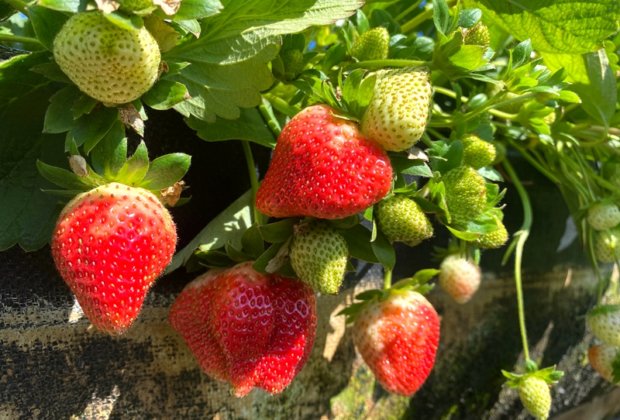 大湖草莓芳香、多汁、甘甜 正是採草莓好時機!