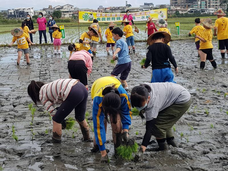 今日羅東鎮農會與竹林國小合作，辦理110年度食農教育插秧趣體驗活動。