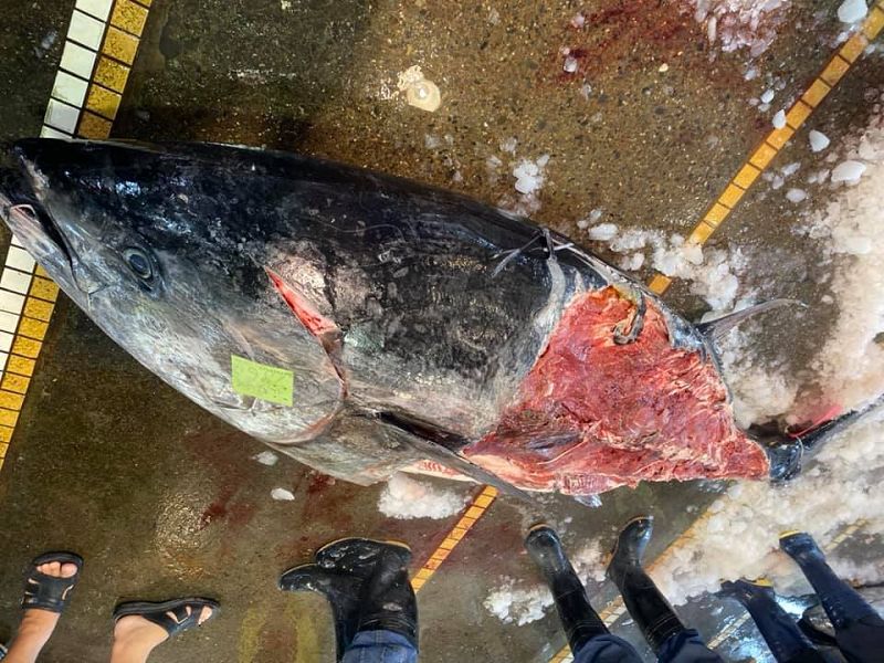 黑鮪魚被啃食大半 見證弱肉強食自然法則