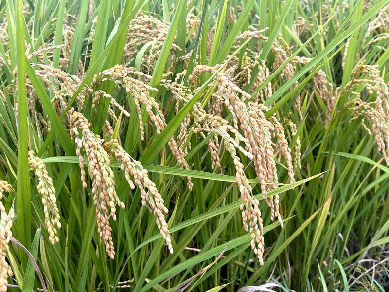 宜蘭縣一期稻作在風調雨順大豐收，每甲地的收成達到1萬2丶3千斤，較往年多收成2斤