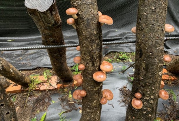 雙連埤段木香菇栽培 社區居民分享天然山珍美味