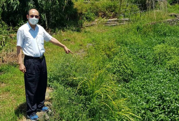 仁愛橋下雜草叢生影響排水 農田水利會安排下星期清除