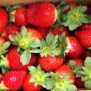 家有陽台種草莓 共享親子採果趣