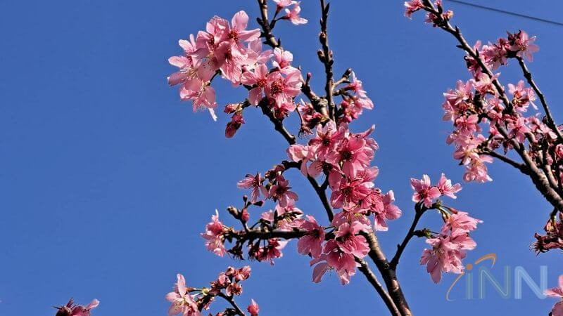 羅莊櫻花步道品種多、賞櫻期長、也最平坦 親子賞櫻的最佳去處!