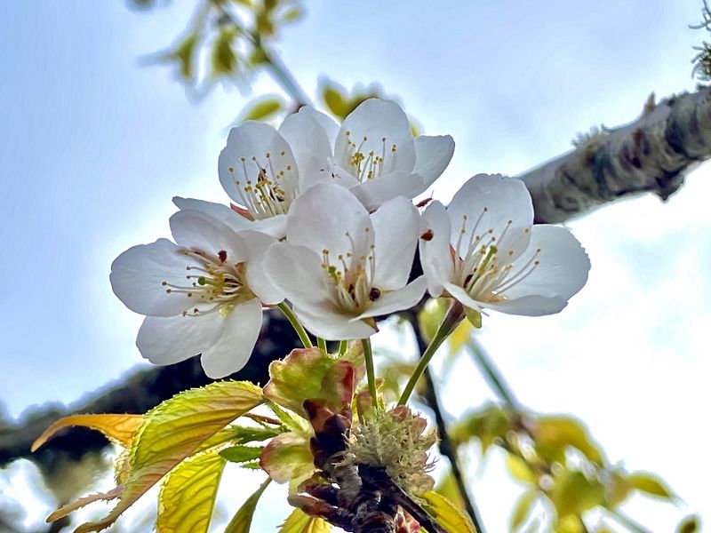 春天太平山白櫻花、台灣杜鵑、一葉蘭、水晶蘭正盛開!