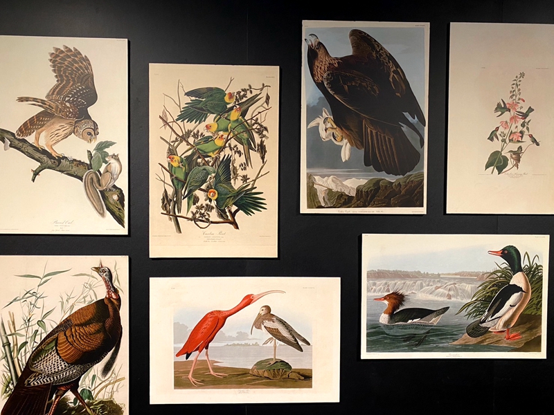 蘭博特展～「繪自然」博物學家是畫家