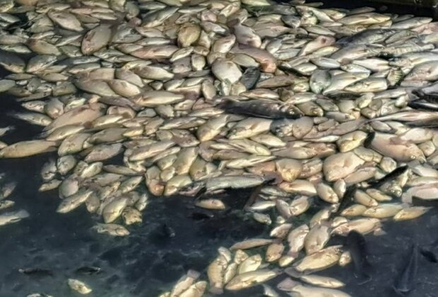 日夜溫差大河川缺氧 打那岸灌溉溝大量魚體浮出!