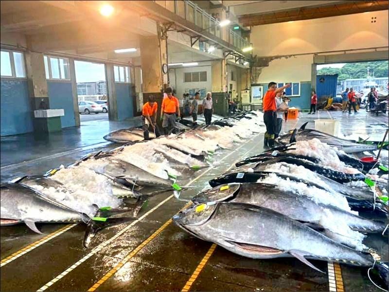南方澳黑鮪魚大豐收捕獲4千尾新記錄!