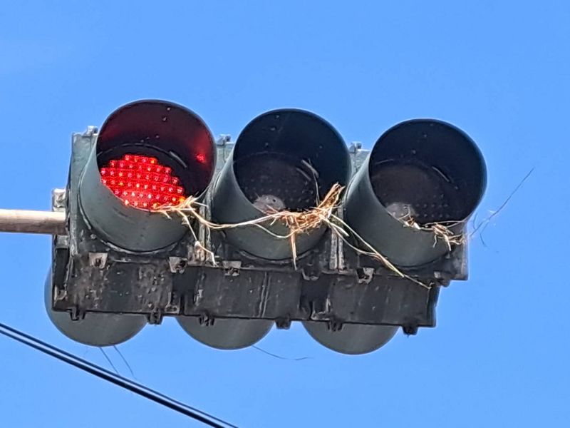 八哥紅綠燈築巢 影響用路人行車安全!