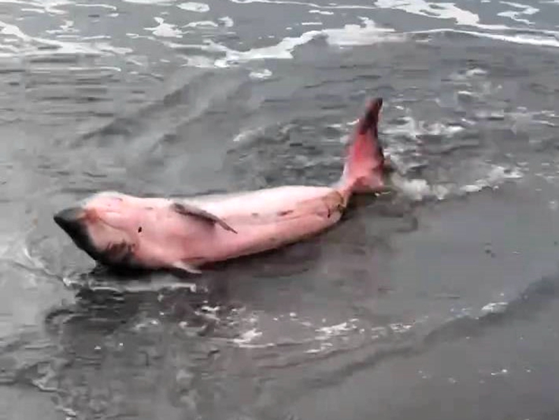 頭城外澳海邊發現大、小侏儒抹香鯨擱淺死亡!(照片吳啓東提供)