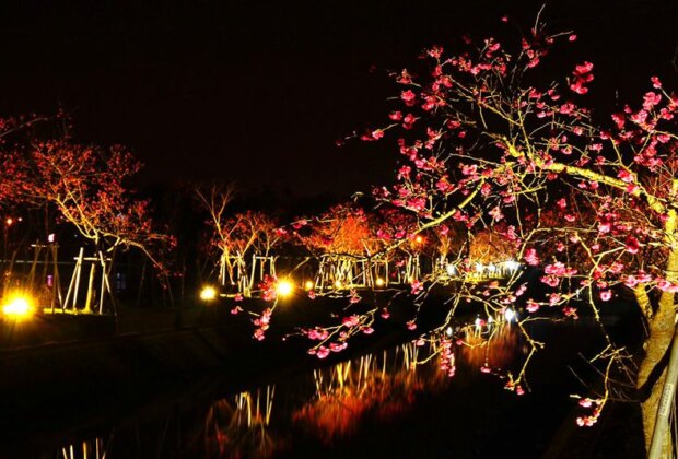 羅莊櫻花步道墨染櫻盛開 夜間燈光更散發迷人魅力!