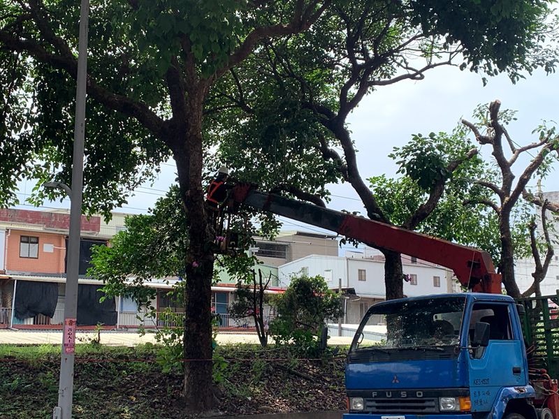 台鐵將羅東站東路鐵道旁路樹修剪光凸凸合適嗎?(照片林聰文提供)
