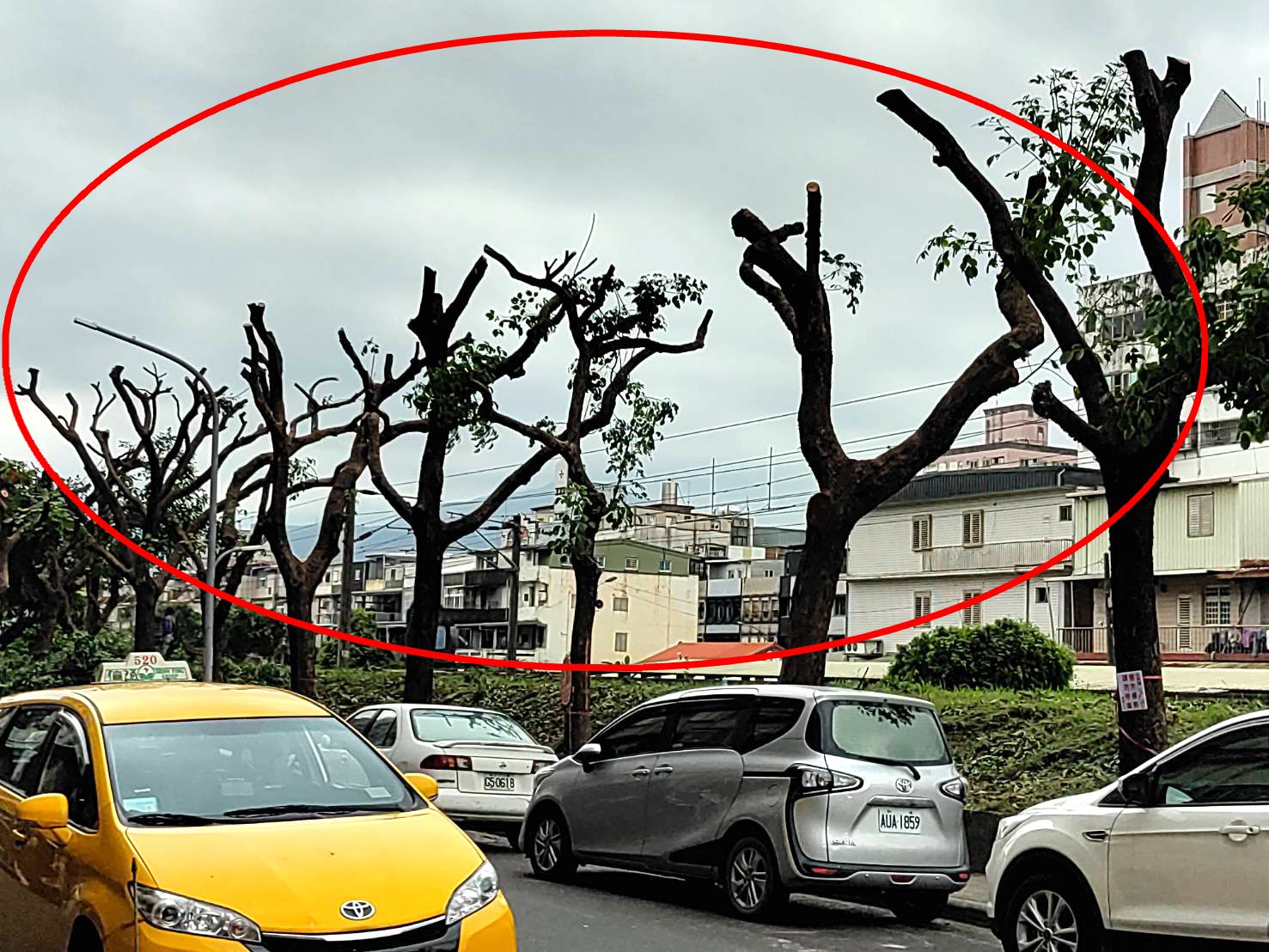 台鐵將羅東站東路鐵道旁路樹修剪光凸凸合適嗎?(照片林聰文提供)