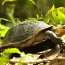 保護食蛇龜與柴棺龜生態 每年最高核發3萬元!