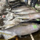 黑鮪魚配額逼近上限 漁業署宣佈6月12日起暫停捕撈!