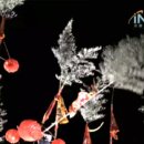 頭城搶孤遇經費危機百年文化傳承面臨新挑戰