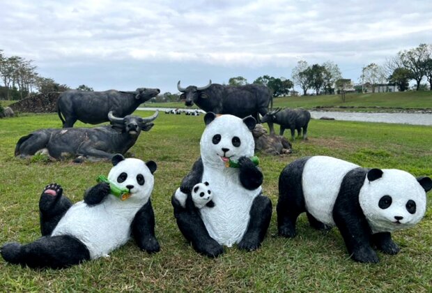 三星安農溪變身熊貓樂園農曆年走春新亮點！