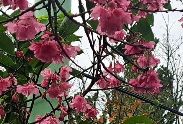 羅莊櫻花樹疑遭代耕業者農機損毀公所將求償