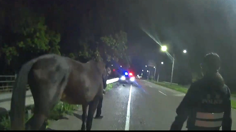 「馬路」有馬！馬兒「卡溜」飼主吃罰單!