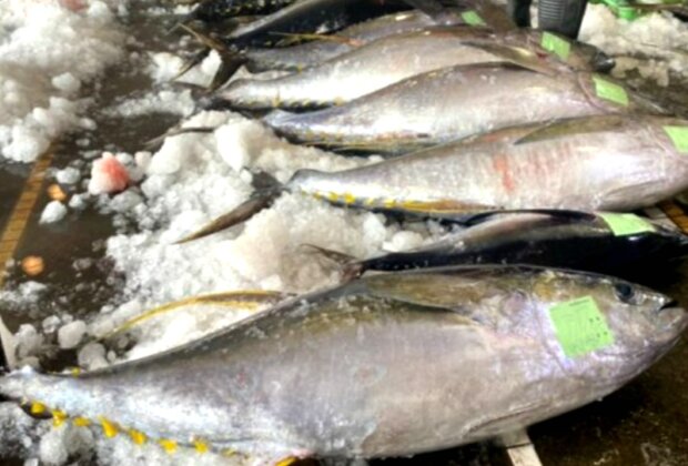 2025年蘇澳鮪魚季全昌隆168號傳喜訊