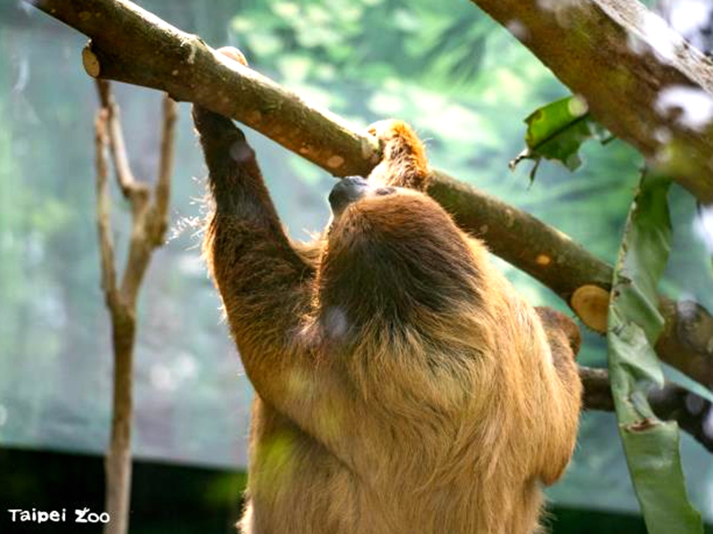 暑假衝台北動物園!樹獺巨嘴鳥成新室友 | 宜蘭新聞網