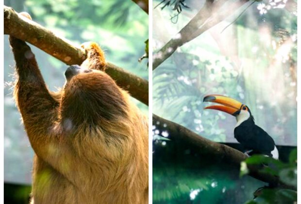 暑假衝台北動物園！樹獺巨嘴鳥成新室友