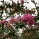 大安森林公園紫薇花海與水鳥共舞！(照片台北市政府提供)