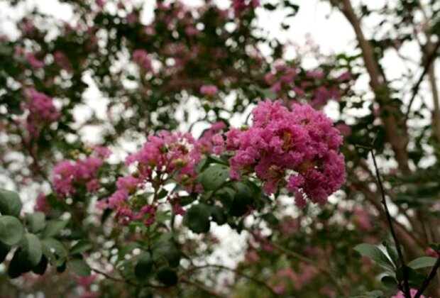 大安森林公園紫薇花海與水鳥共舞！(照片台北市政府提供)