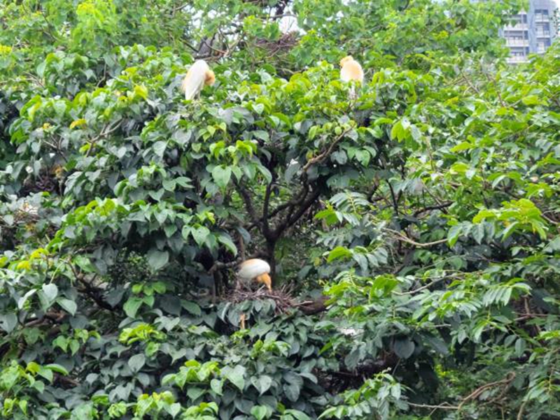 大安森林公園紫薇花海與水鳥共舞!(照片台北市政府提供)