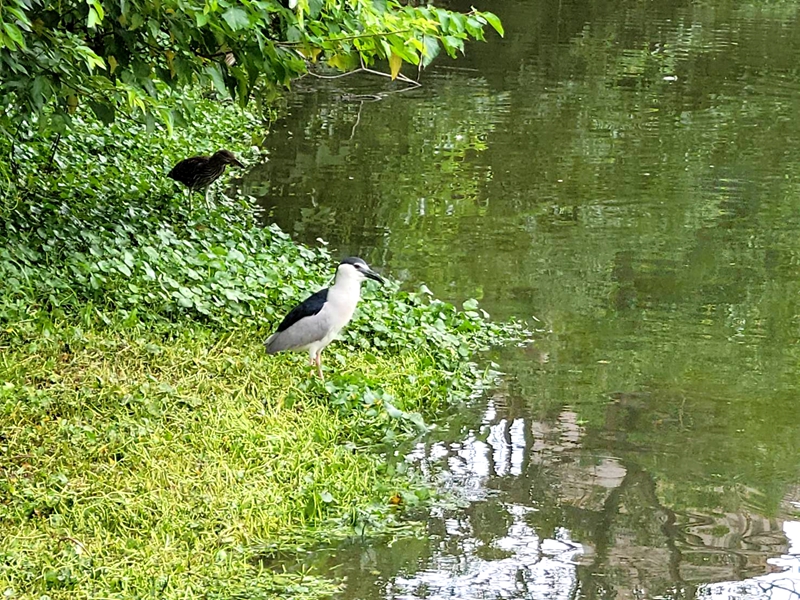 大安森林公園紫薇花海與水鳥共舞!(照片台北市政府提供)